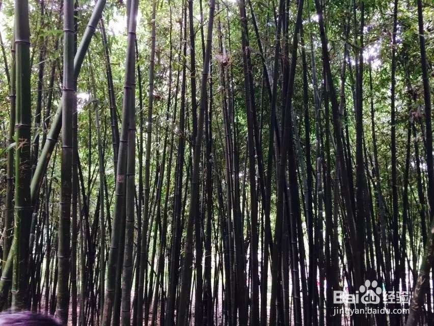 杭州旅游五步走战略