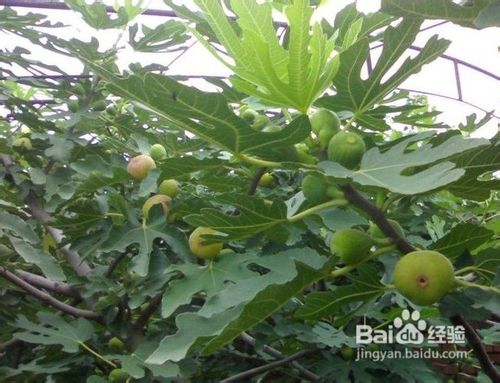 无花果的功效与作用及食用方法