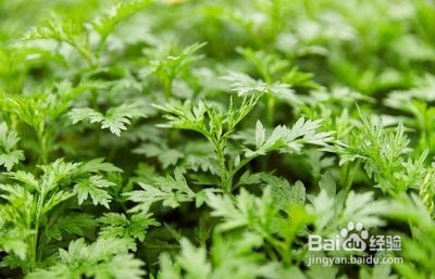 子宫肌瘤可多吃活血调激素的食物