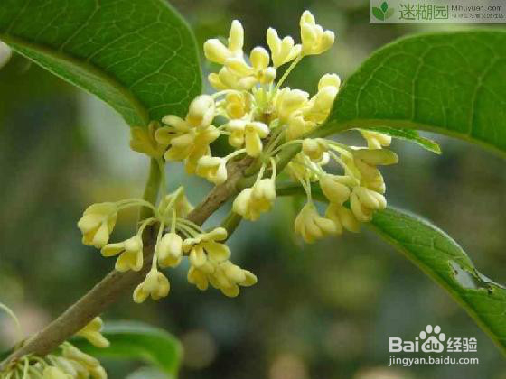 桂花树的繁殖与移栽方法要点分享