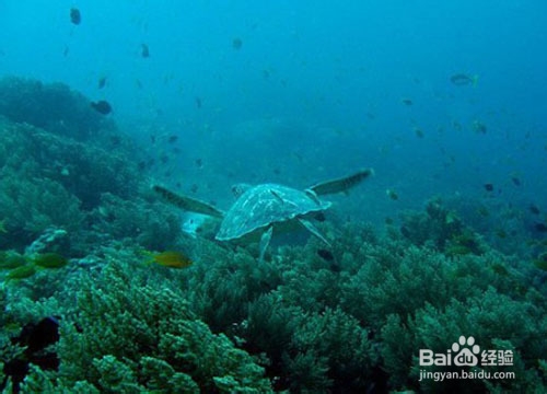 来薄荷岛玩潜水 夏天也可以拥有薄荷般的清凉