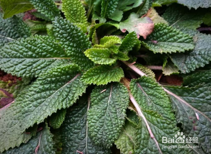 癞蛤蟆草（青蛙草）如何食用治疗咽喉肿痛？