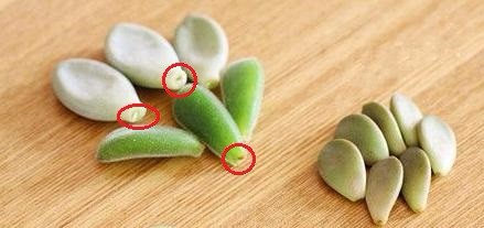 多肉植物怎么迅速叶插繁殖