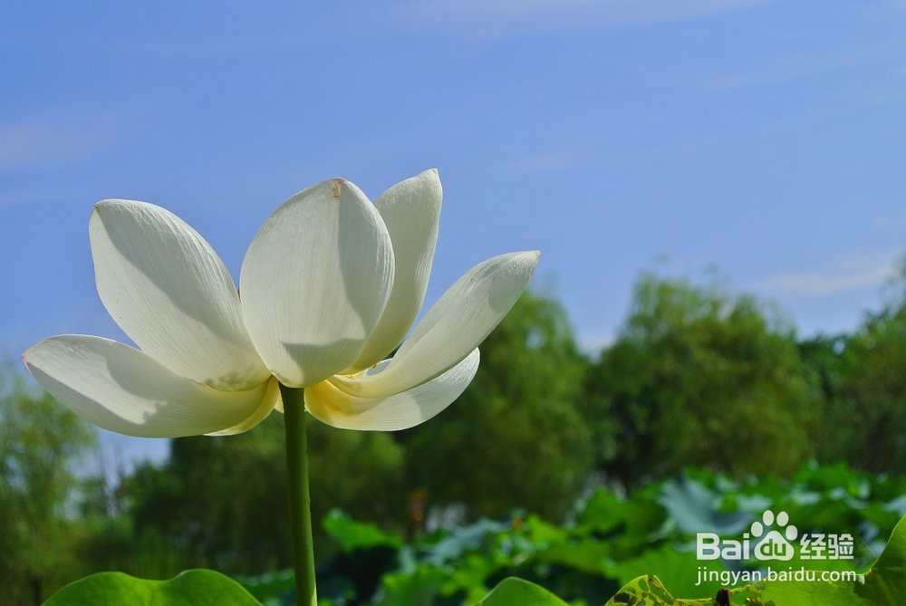 ZYPlay怎么取消自动更新