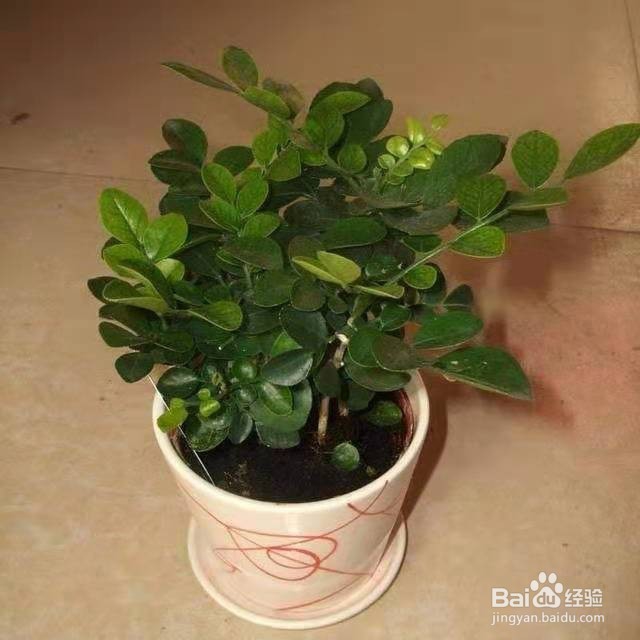 花香胜桂花，阳台上养一盆，天天都有好空气！