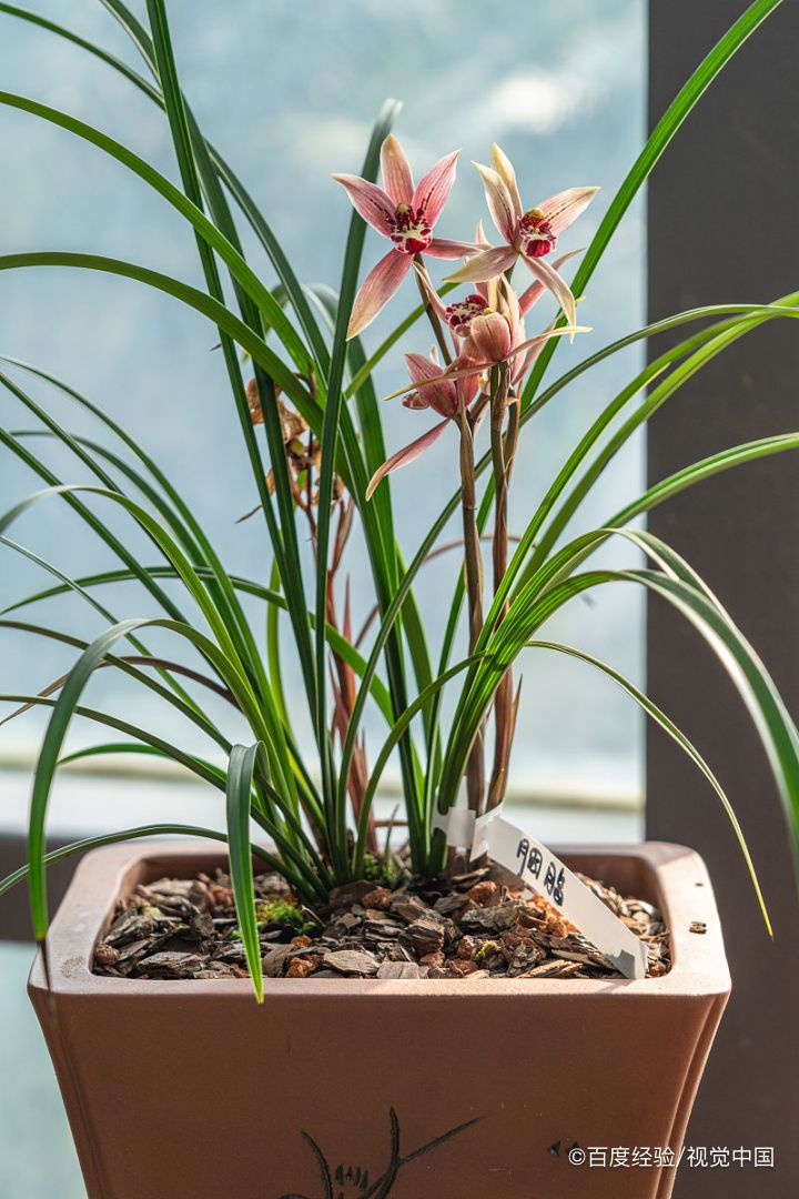 大红袍兰花怎么养