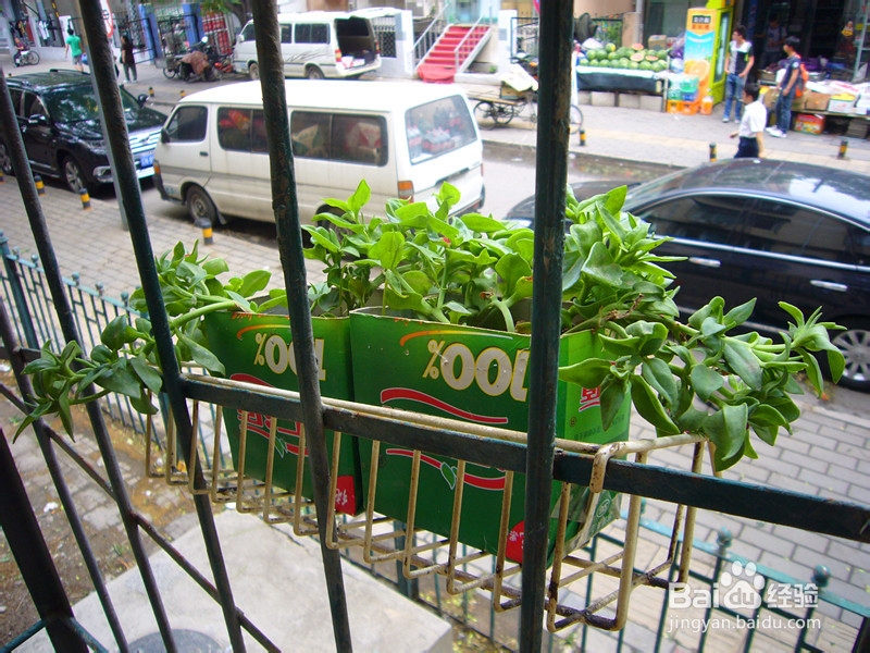 爽口凉菜——生拌穿心莲