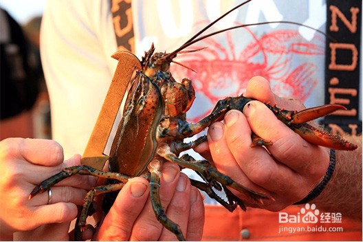 跳入龙虾大坑前,先读这篇入坑说明书