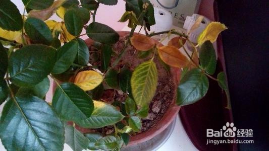 月季黄叶有哪些原因?