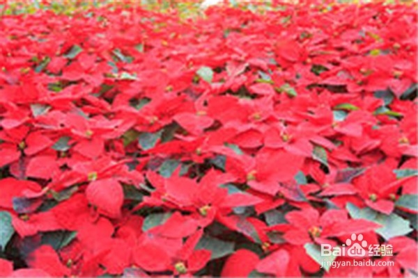 蟹爪兰的养殖方法和注意事项有什么?