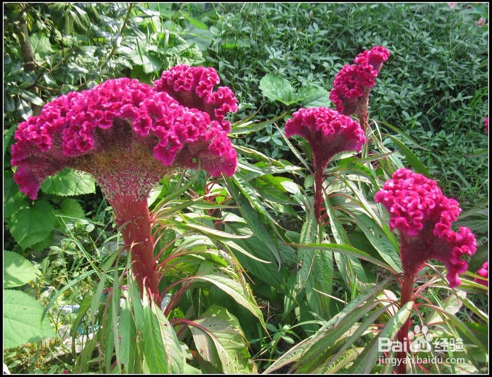鸡冠花在日常生活中怎么进行养育