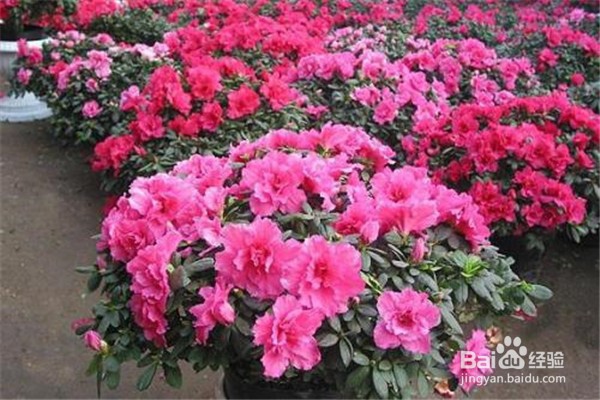 杜鹃花的养殖方法和注意事项都有什么？