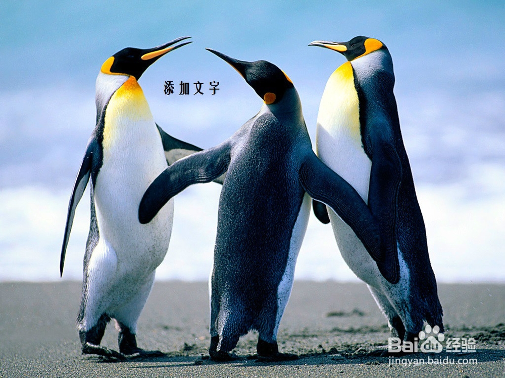 怎样在图片上添加文字