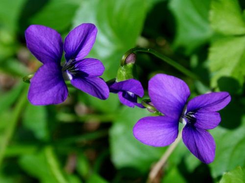 各种花茶及功效大全