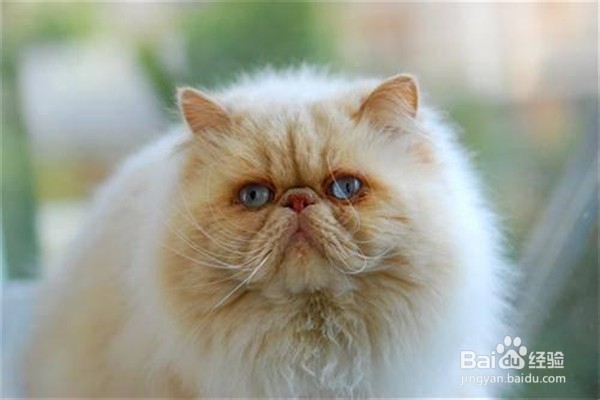 波斯猫应该怎么养