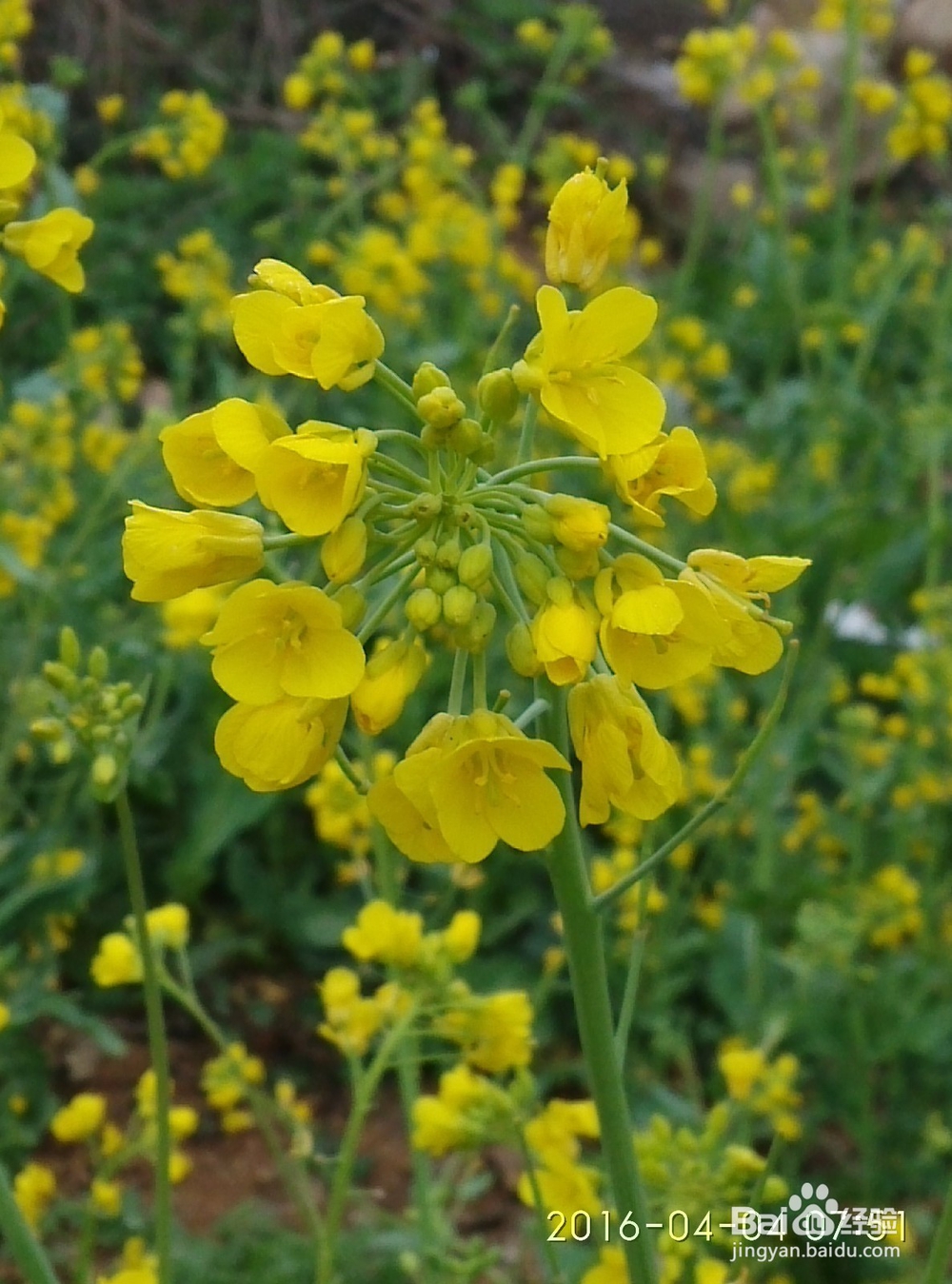 中岳嵩山、登封少林寺旅游攻略