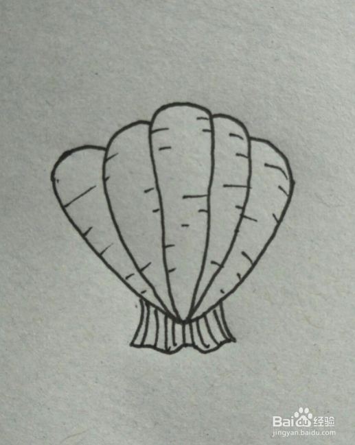 扇贝简笔画教程