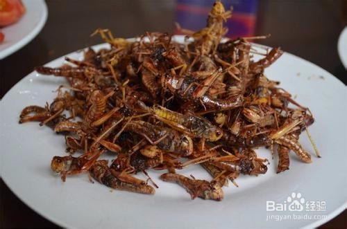 沙漠蝗灾对中国有何影响?中国怎么治理蝗灾?