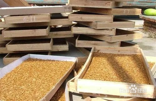 蛋白虫是怎么繁殖的