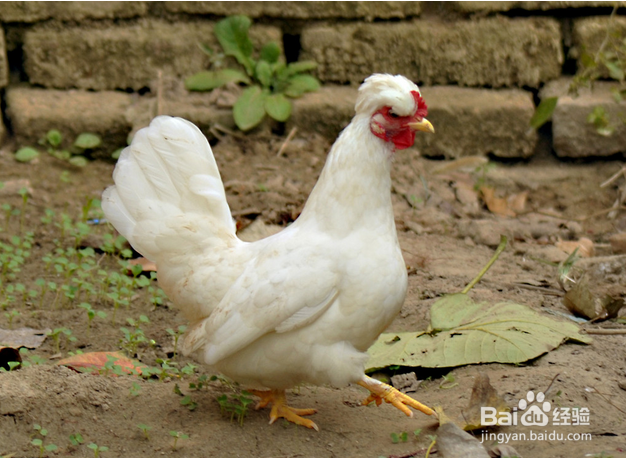 过年如何选择活鸡
