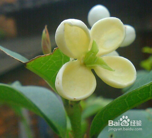 桂花要用什么砧木嫁接