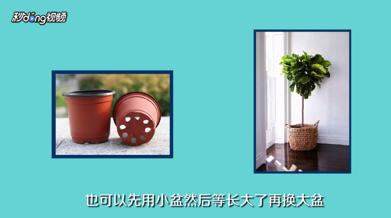 琴叶榕如何养殖