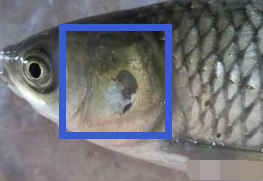 如何判断鱼的年龄