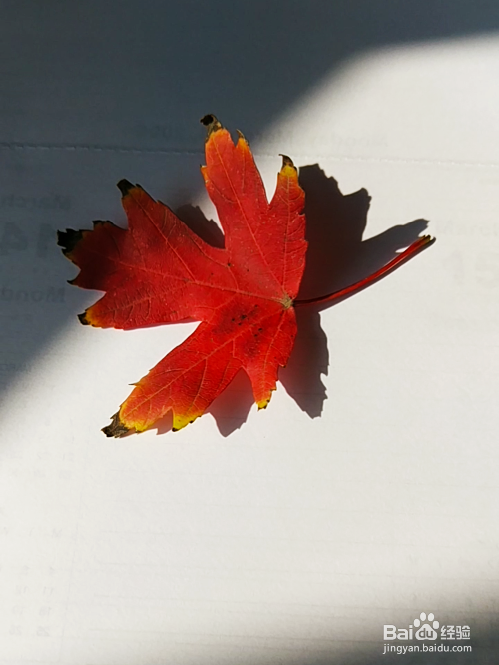 简笔画：红色枫叶画法