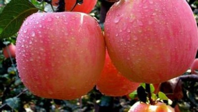 水果,让人意想不到的功效