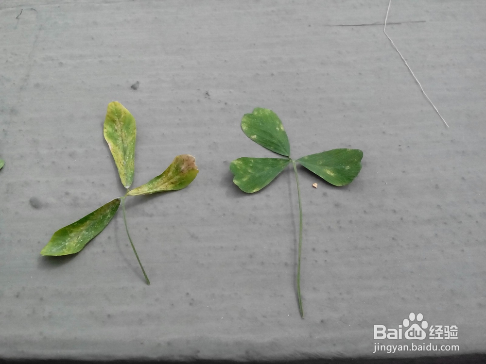 怎样撰写温室病虫害报告?