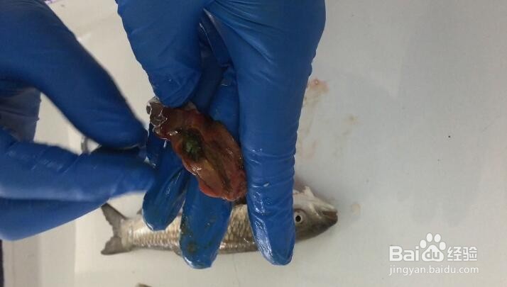 如何快速诊断鱼病