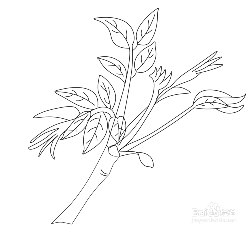 香椿树简笔画图片图片