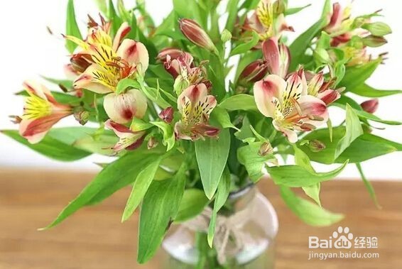 如何在家里种植百合