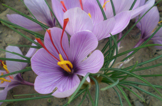 藏红花分为几种