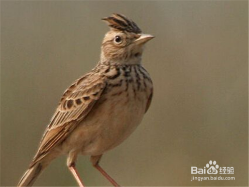 鱼鳞燕老野怎样挑选