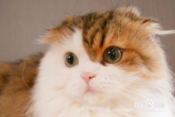 猫咪身上的跳蚤太多怎么办？