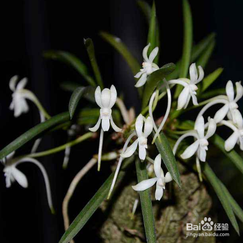 风兰的培育方法和注意事项