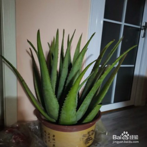 芦荟怎样栽培才会出芦荟小幼苗