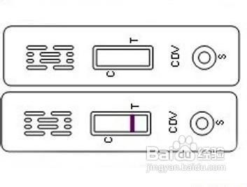 犬瘟热试纸测试原理及测试步骤详解