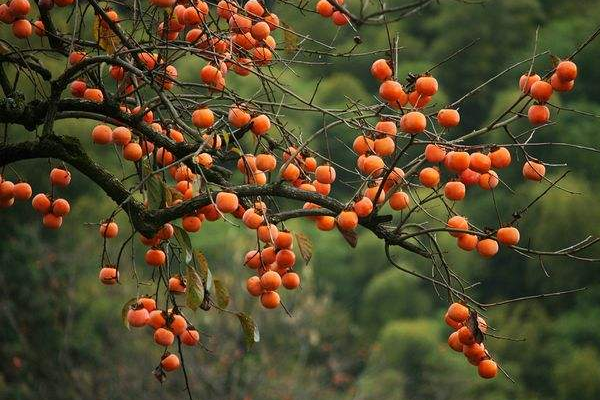 柿子能跟橙子同吃吗