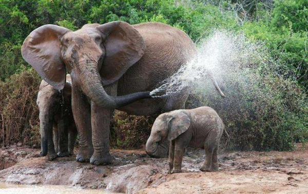 大象的鼻子不完全是鼻子这种说法是什么的