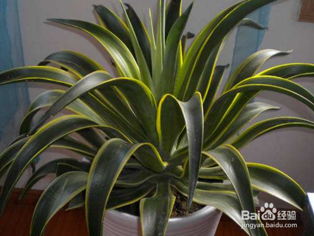 金边龙舌兰一般会长哪些害虫？