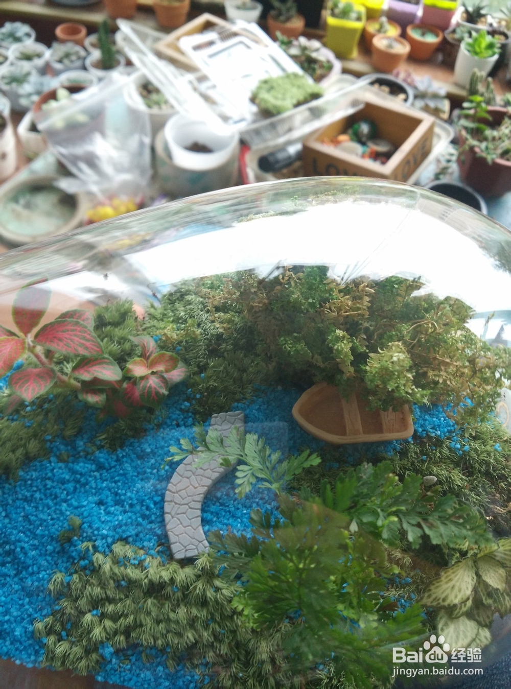苔藓植物微景观制作步骤