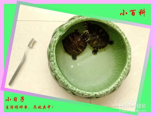 生活小经验——小乌龟的饲养（健康小乌龟）