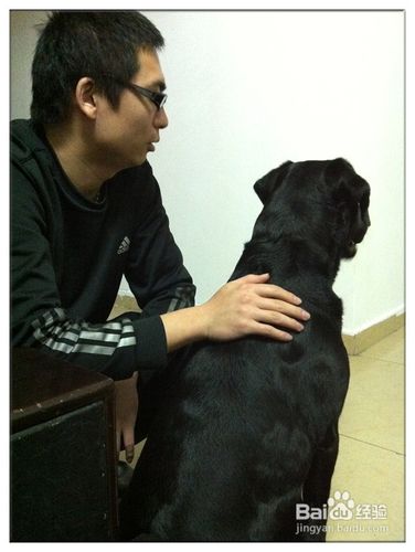 日常中如何训练拉布拉多狗在任意时间散步