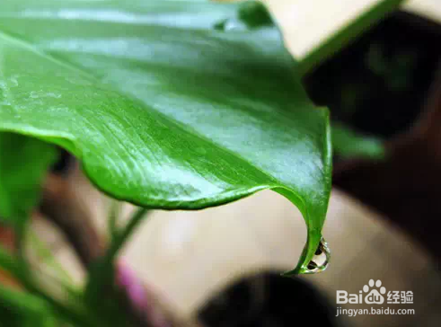 生活 对家中有益的植物