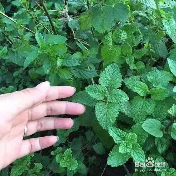 6种花家家必养，小病小痛用得上，药费都省了