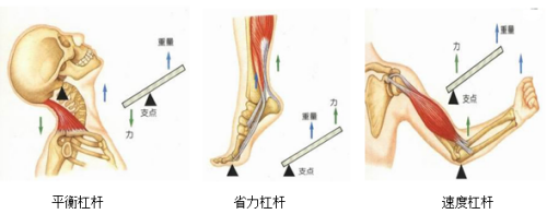 重慶教師招聘考試之關於骨的常考點