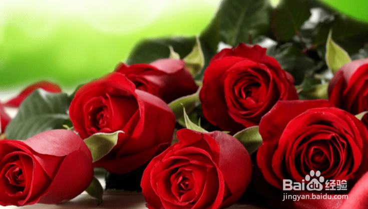 玫瑰花的姿态怎么描写
