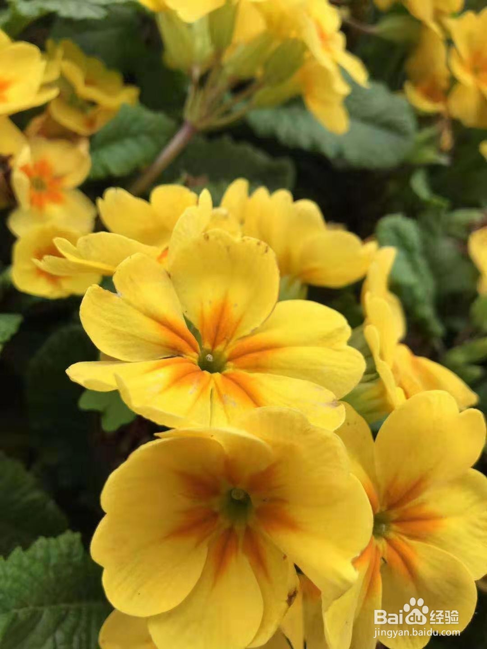 经常对你说这些情话的，说明已经爱你入骨?